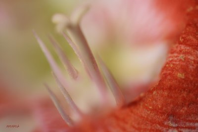 _MG_6134.jpg