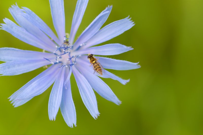 CHICORY, Cichorium Intybus Chicoree Diptera CGCT Kingston Ritchie rd QBS 311_2.jpg