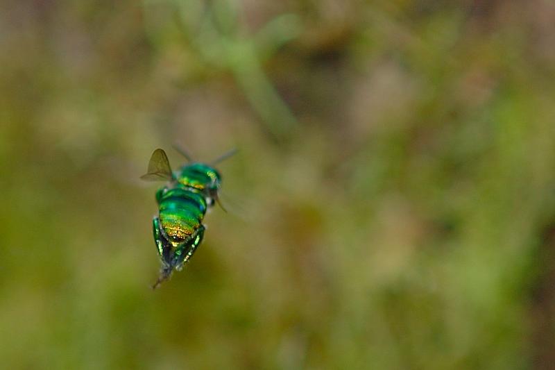 Altos de Campana Orchid bee in flight DSC_0013_4.jpg