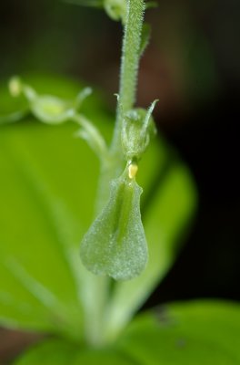 Listera convallarioides Orchide BSL 3.jpg