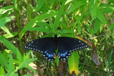 Papilio polyxenes CGCT Southern Ontario 2 386.jpg
