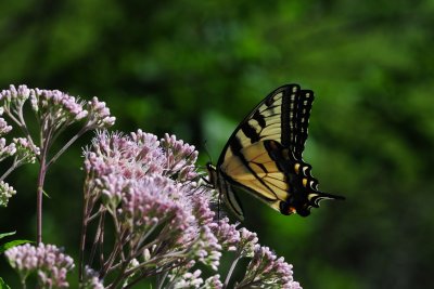 Papilio glaucus CGCT Southern Ontario 2 218.jpg