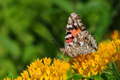 Painted lady Vanessa cardui CGCT Southern Ontario 326.jpg