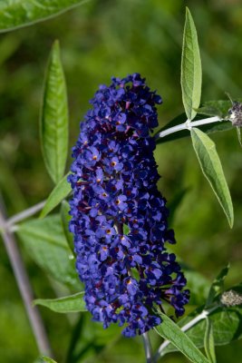 Butterfly weed CGCT Southern Ontario 293.jpg