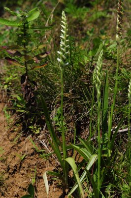 Spiranthes sp. CGCT Southern Ontario 274.jpg