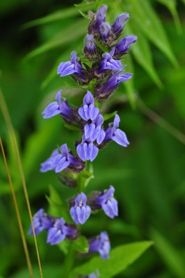 Lobelia siphilitica CGCT Southern Ontario 264.jpg