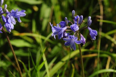 Agapanthes sp CGCT Southern Ontario 251.jpg