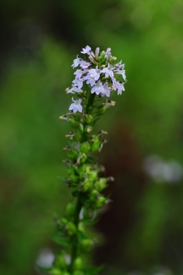 Lobelia sp CGCT Southern Ontario 181.jpg