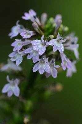 Lobelia sp CGCT Southern Ontario 179.jpg