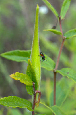 Asclepias tuberosa CGCT Southern Ontario 114.jpg