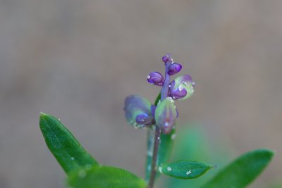 Polygala sp. CGCT Southern Ontario 082.jpg