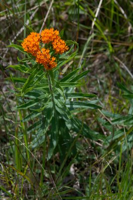 Asclepias tuberosa CGCT Southern Ontario 064.jpg