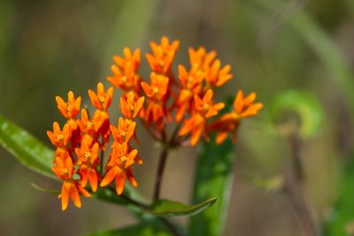 Asclepias tuberosa CGCT Southern Ontario 056.jpg