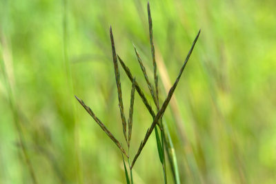 Big blue stem Schizachyrium scoparium CGCT Southern Ontario 051.jpg