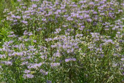 Monarda fistulosa CGCT Southern Ontario 029.jpg