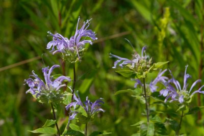 Monarda fistulosa CGCT Southern Ontario 022.jpg