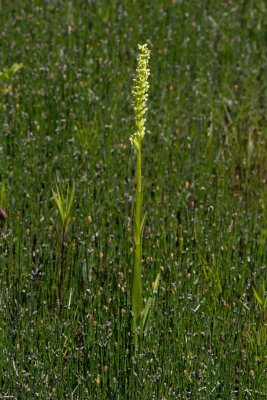 Platanthera dilatata CGCT Abitibi 055.jpg