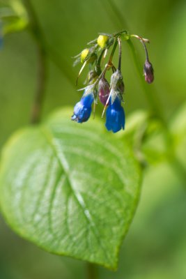 Mertensia paniculata CGCT Abitibi 023.jpg