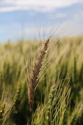 Wheat 414.jpg