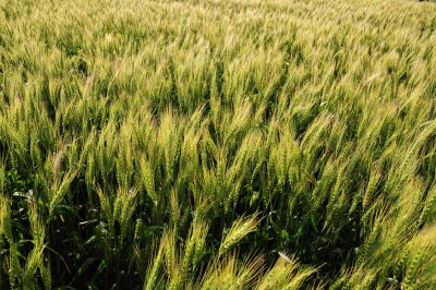 Wheat 407.jpg