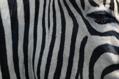 Zebra gaze Parc Safari 106.jpg