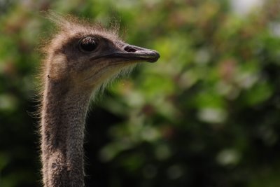 Ostrich Parc Safari 082.jpg