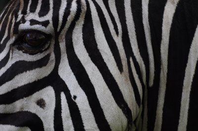 Zebra Parc Safari 009.jpg