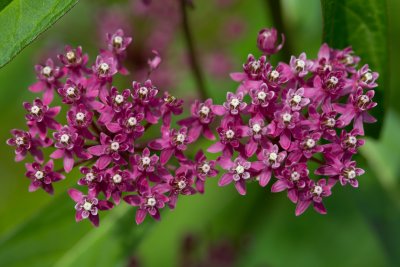 Asclepias syriaca CGCT Stoney Swamp 123.jpg