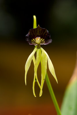 Cockshell orchid (Encyclia cochleata) CGCT July 343.jpg