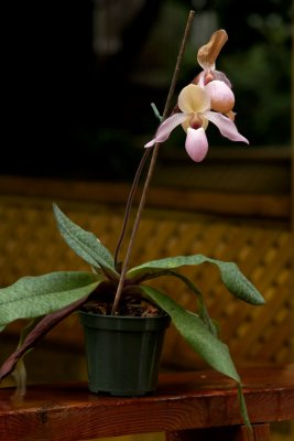Paphiopedilum hybrid CGCT July 330.jpg