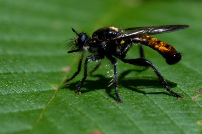 Asylidae Robber fly  CGCT Kingston_Ritchie Rd_QBS 366.jpg