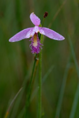Pogonia ophioglossoides CGCT Kingston_Ritchie Rd_QBS 261.jpg