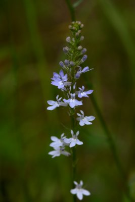 Lobelia CGCT 8 July 09 120.jpg