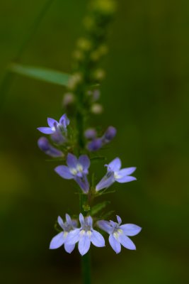 Lobelia CGCT 8 July 09 117.jpg