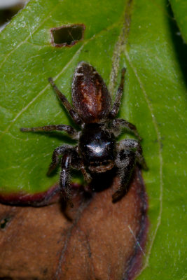 salticidae Canada Day and CGCT 8 July 09 113.jpg