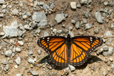 Limenitis archippus Viceroy CGCT Kingston Ritchie rd QBS 357.jpg