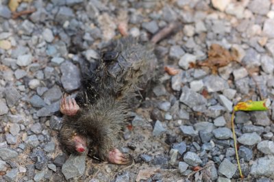 Dead mole Road kill CGCT Kingston Ritchie rd QBS 389.jpg