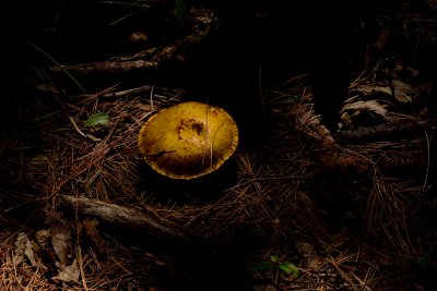 Mushroom CGCT Marlborough and Stony Swamp 120.jpg