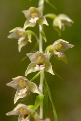 Epipactis helleborine orchid CGCT Marlborough and Stony Swamp 158_1.jpg