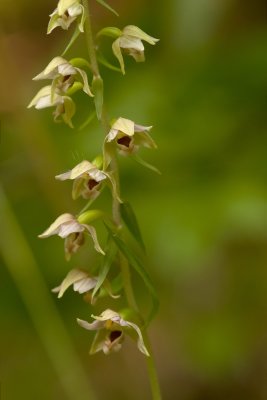 Epipactis helleborine orchid CGCT Marlborough and Stony Swamp 157_1.jpg