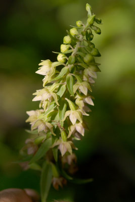 Epipactis helleborine orchid CGCT Marlborough and Stony Swamp 166.jpg