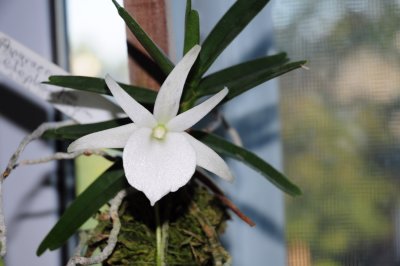 Angraecum elephantinum 110.jpg
