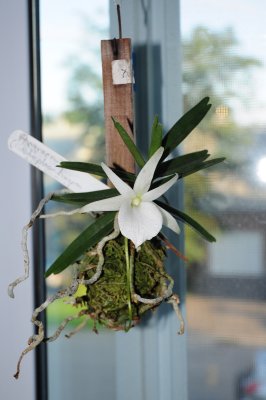 Angraecum elephantinum112.jpg