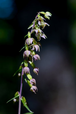 Epipactis helleborine CGCT Hickory P17 Low 289.jpg