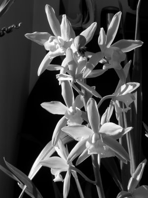 Cymbidium Gloden Elf DSCN1268.JPG