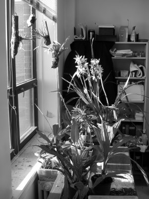 Orchids in my office DSCN1276.JPG