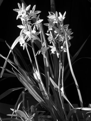 Cymbidium Gloden Elf DSCN1277.JPG