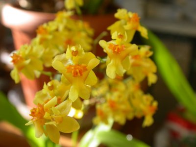 Oncidium Twinkle DSCN1288.JPG