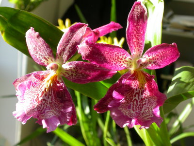 Beallara marfitch 'howard's dream' DSCN1286.JPG