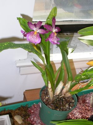 Beallara marfitch 'howard's dream' DSCN1291.JPG